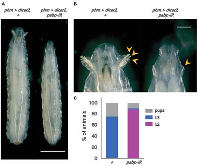 Poly(A) Binding Protein Is Required for Nuclear Localization of the Ecdysteroidogenic Transcription Factor Molting Defective in the Prothoracic Gland of Drosophila melanogaster